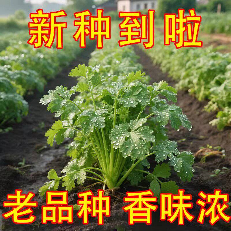 国产老品种香菜籽种苗四季阳台