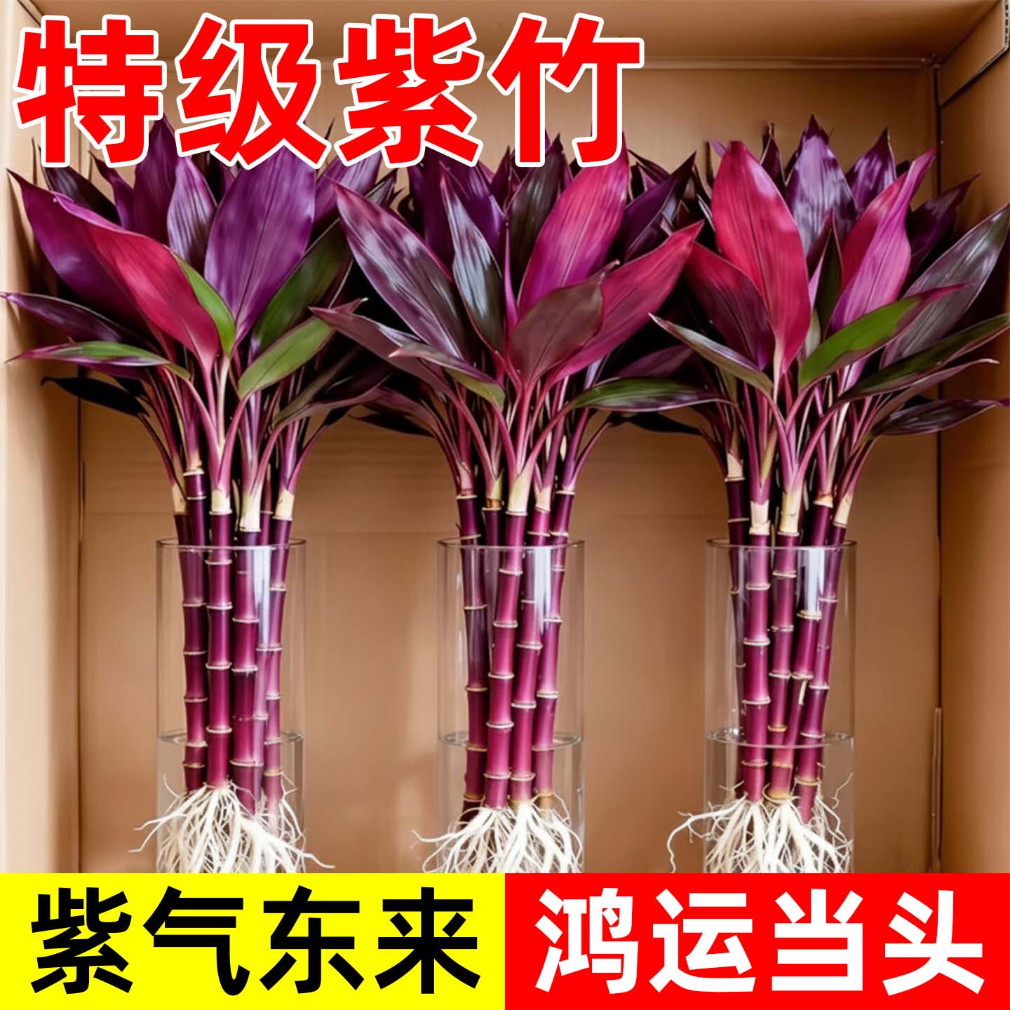 特级水培带根鸿运紫竹室内盆栽