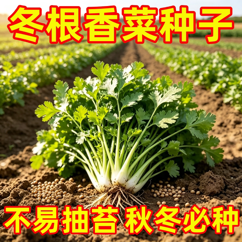 抗寒四季速生大叶香菜种子