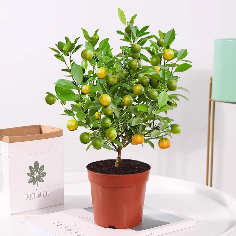 【带青果】四季盆栽带果招财植物脆皮发货室内盆景种植阳台南北方,鲜花速递/花卉仿真/绿植园艺,红掌/凤梨/温室花卉,淘宝优惠券,粉丝福利购,淘宝优惠卷