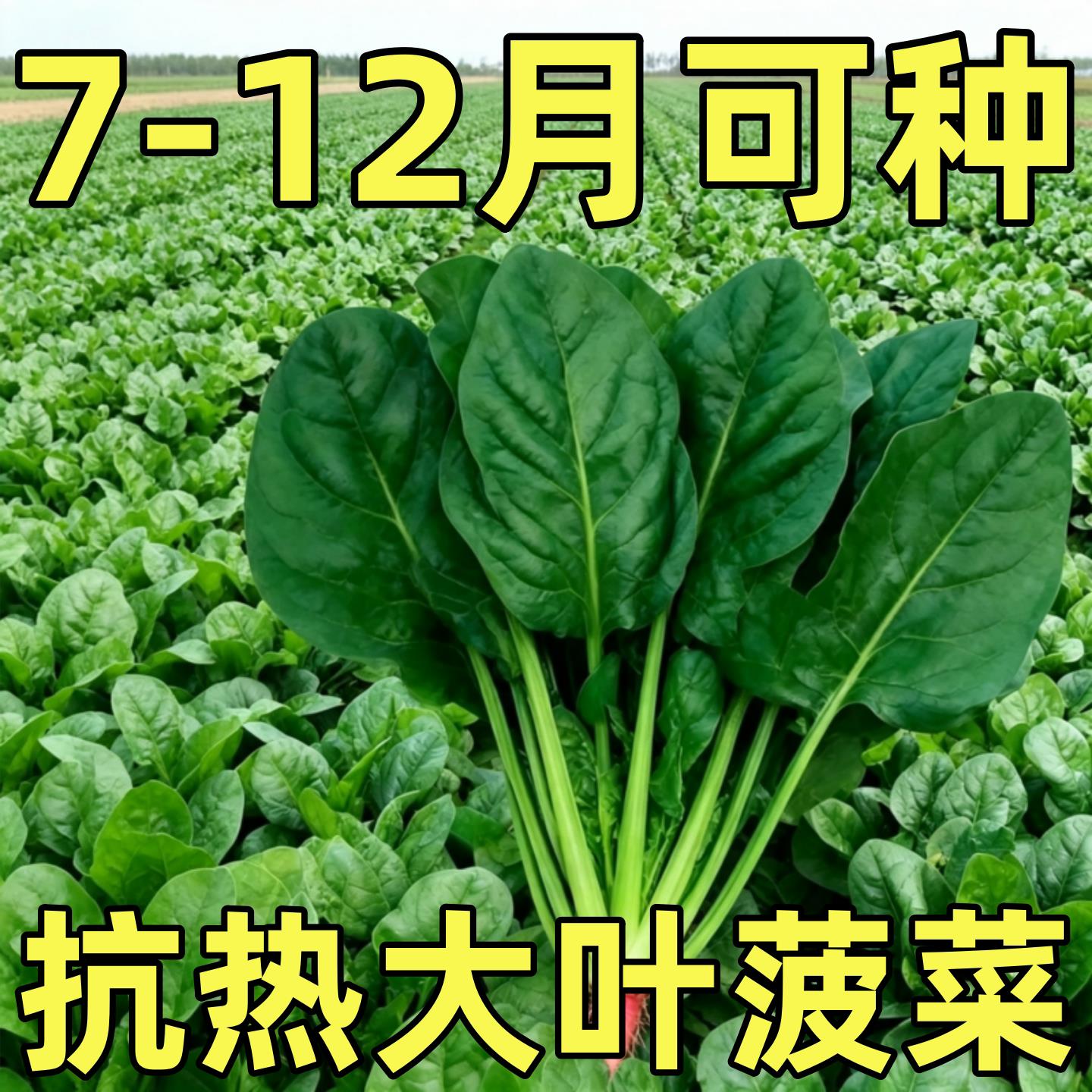 大叶菠菜种子菠菜籽种菜种籽春秋冬四季波菜阳台盆栽庭院蔬菜种子