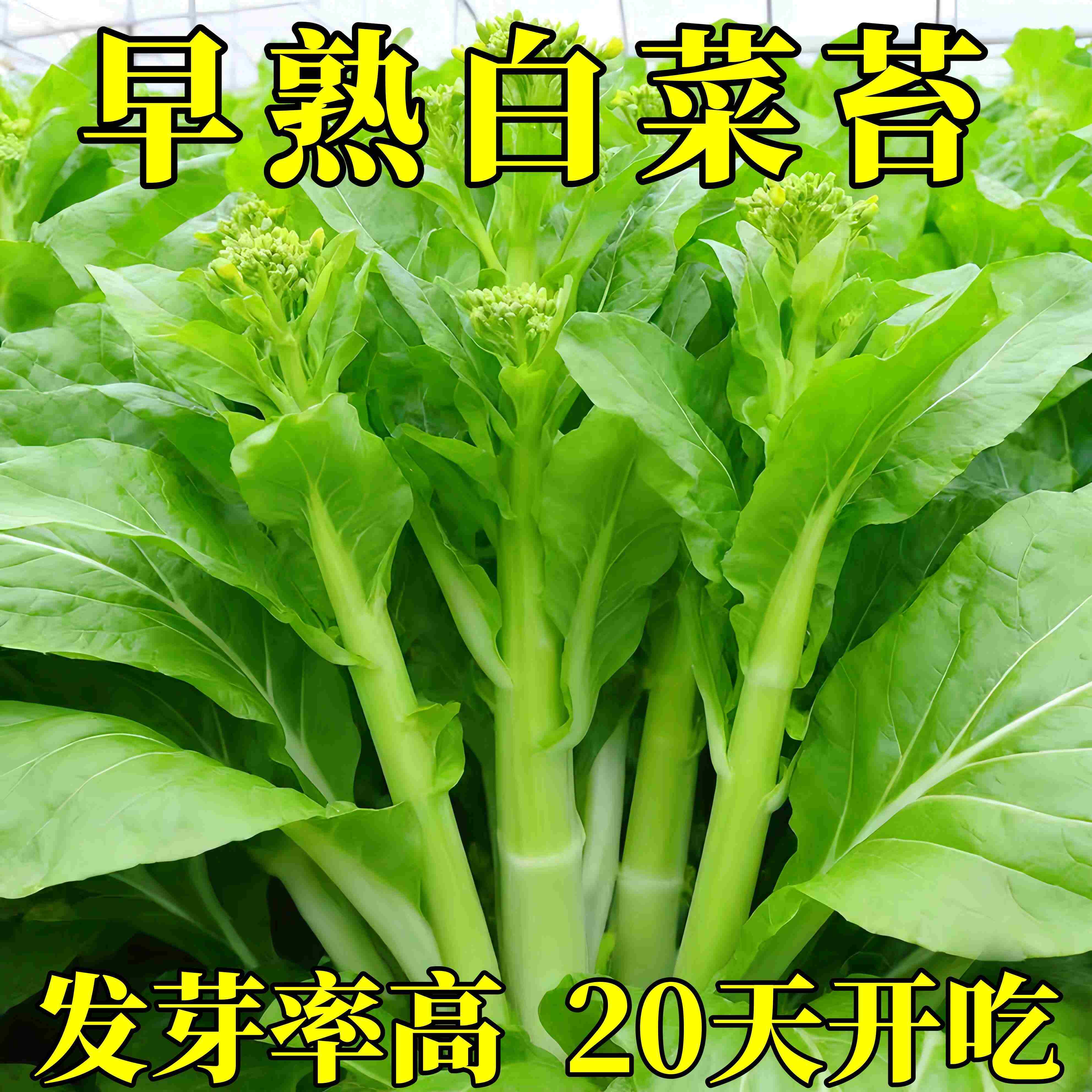 早熟高产甜脆白菜苔种子
