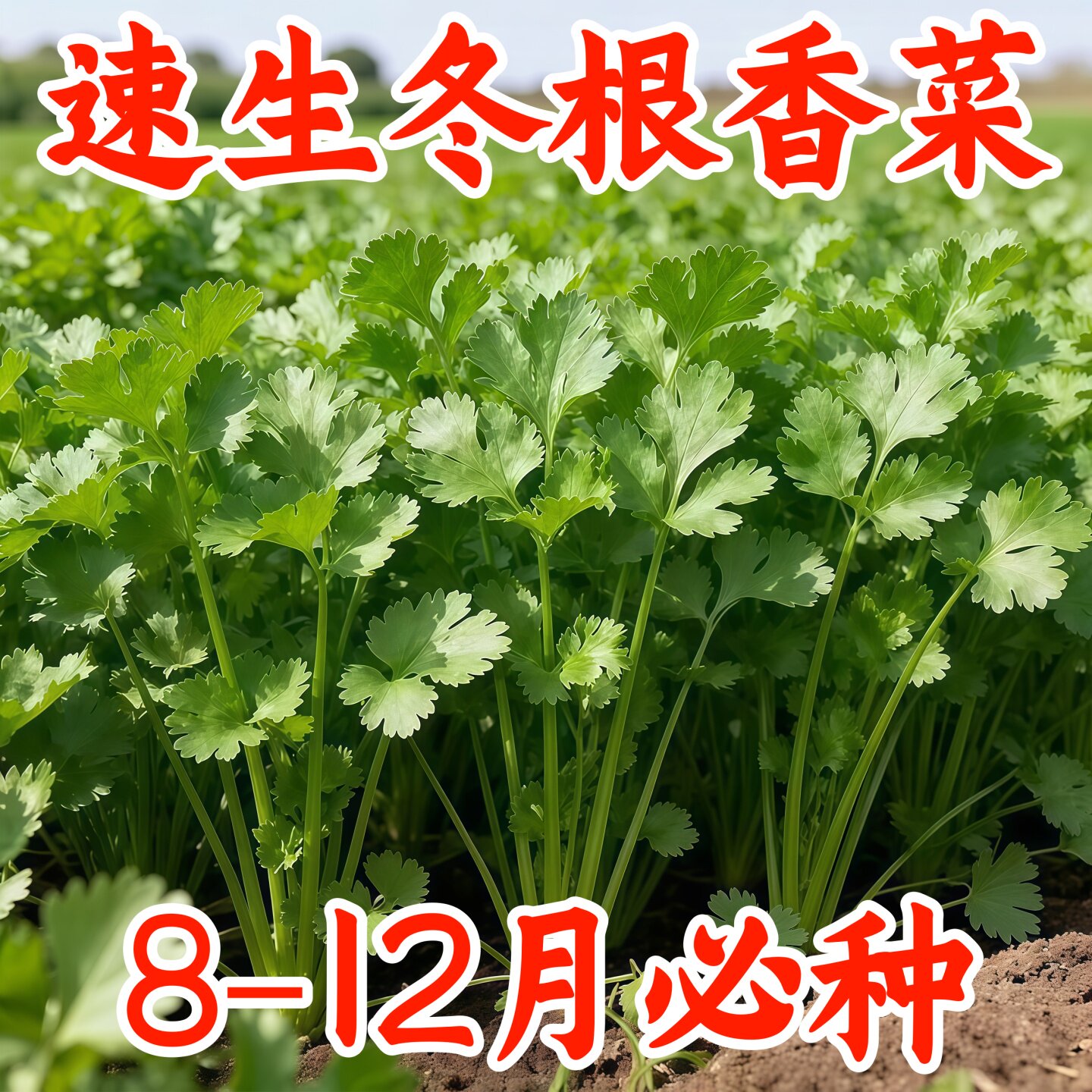 耐寒耐热速生香菜芫荽种子
