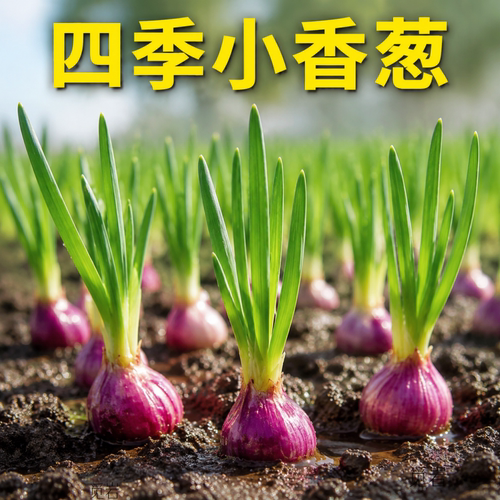 四川正宗四季阳台盆栽小香葱