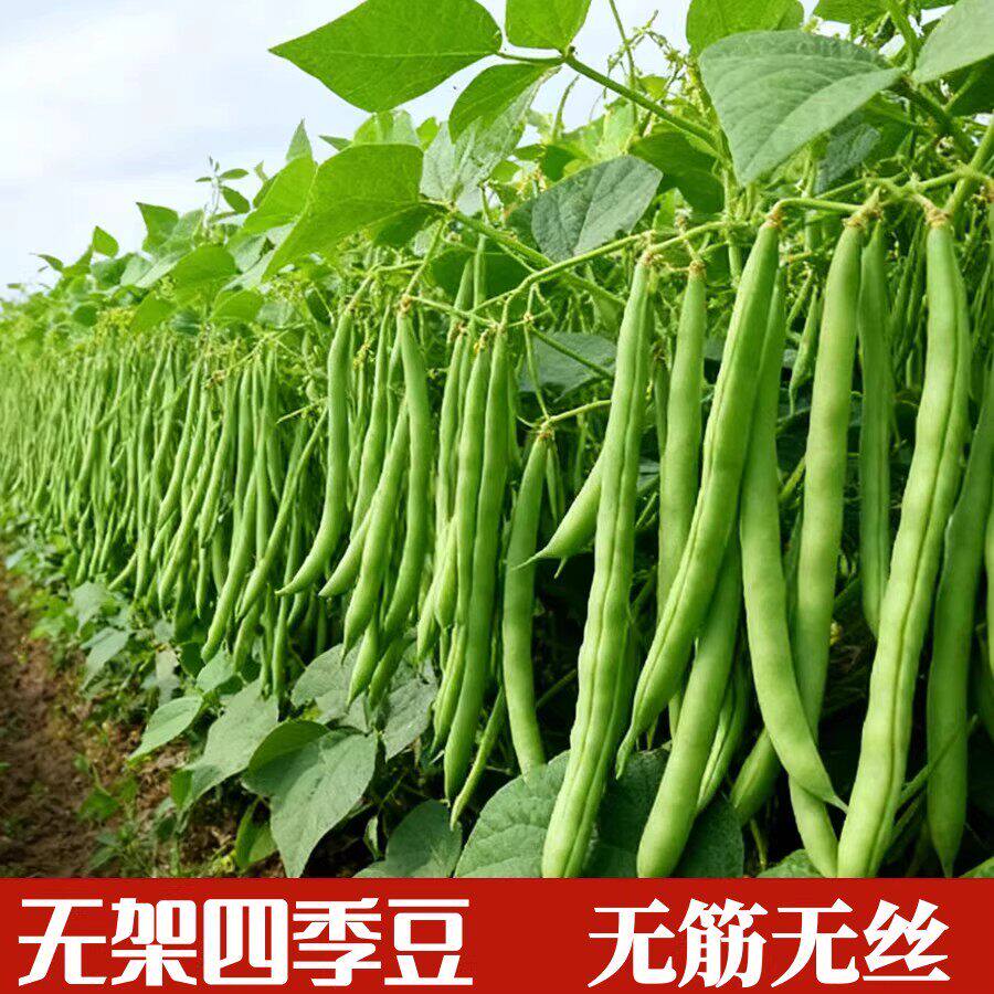 无架四季豆种子地豆刀地豆角种籽无架早熟无筋丝农家四季蔬菜种孑