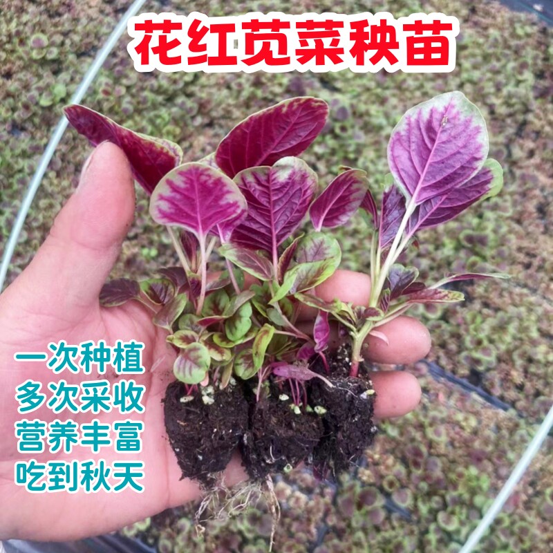 苋菜苗蔬菜苗秧苗花红苋菜秧四季菜夏季菜空心菜生菜穴盘苗带土