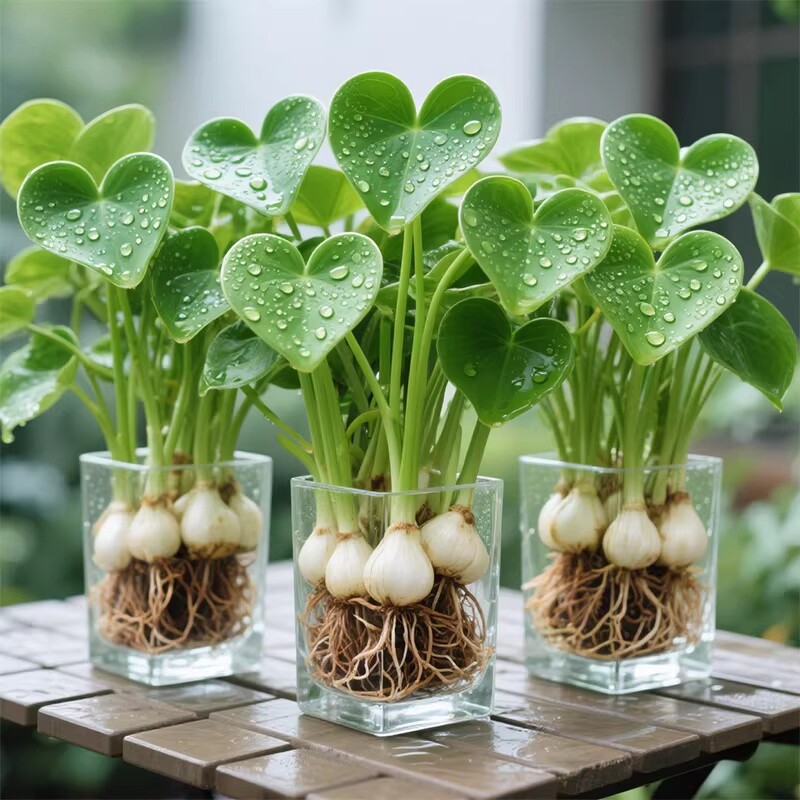 茨菇种球水培植物室内盆栽水草绿植观赏好养活慈菇苗鱼缸净化造景