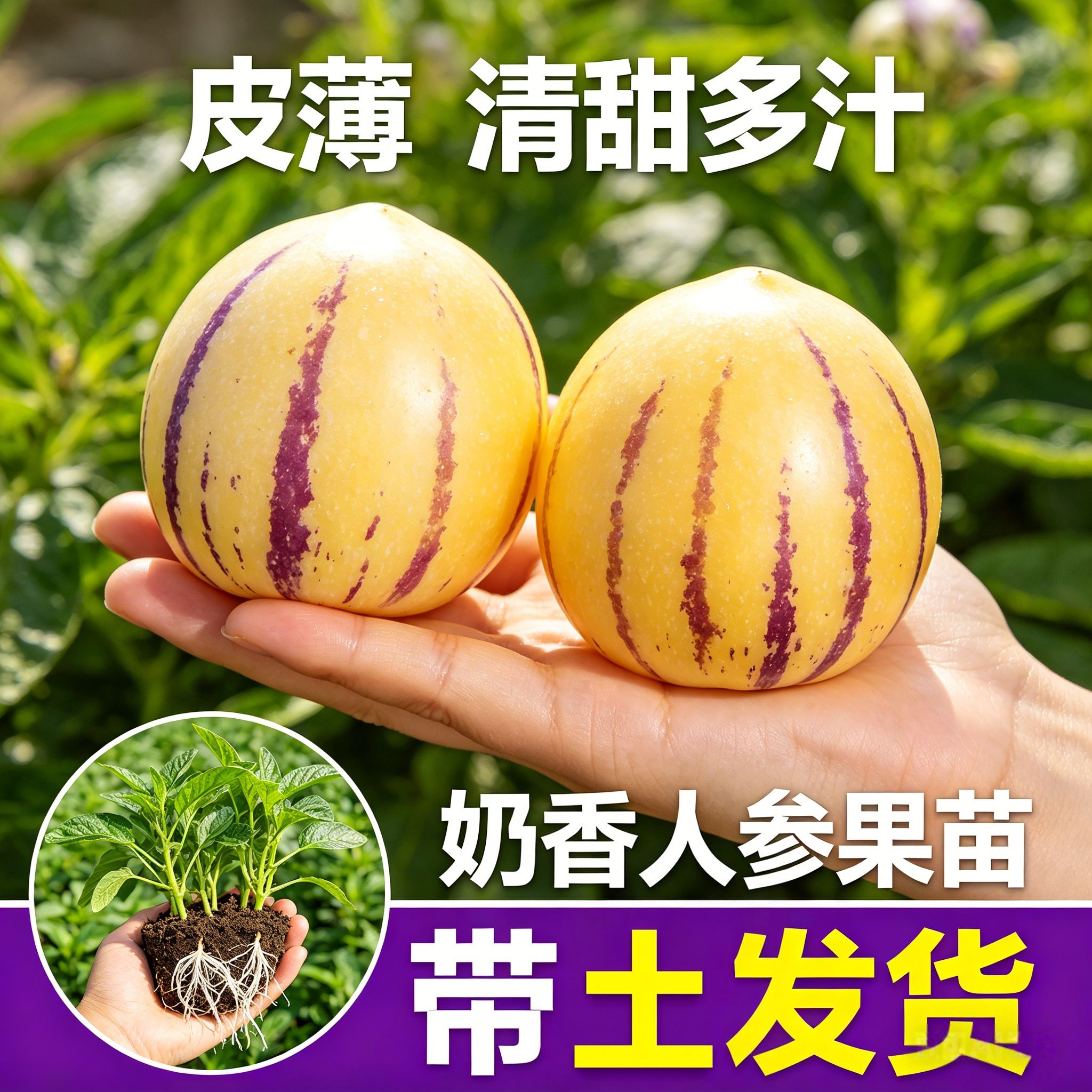 优质人参果种苗黄心高产人参果果蔬菜苗大苗带土盆栽庭院四季种植