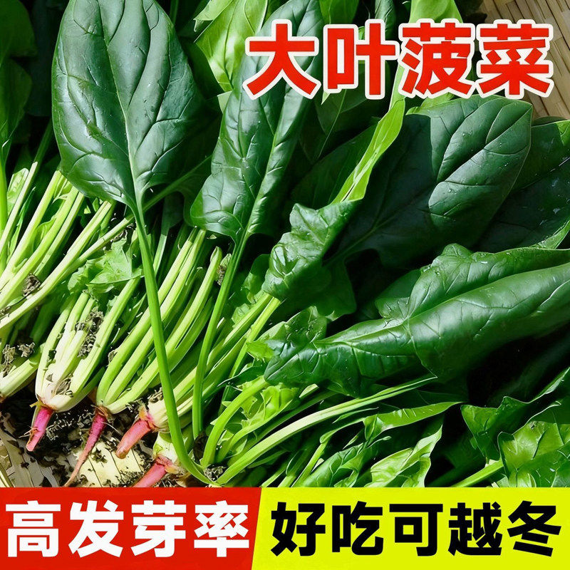 耐寒高产本地菠菜种子