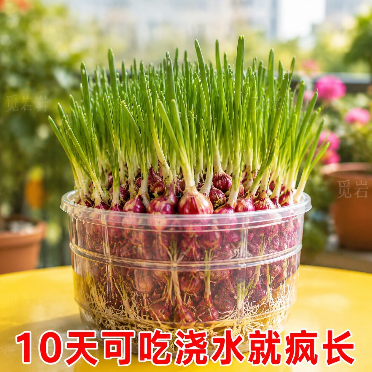 可种植可食用小香葱红葱头火葱黄葱四季葱苗榨葱油干葱头