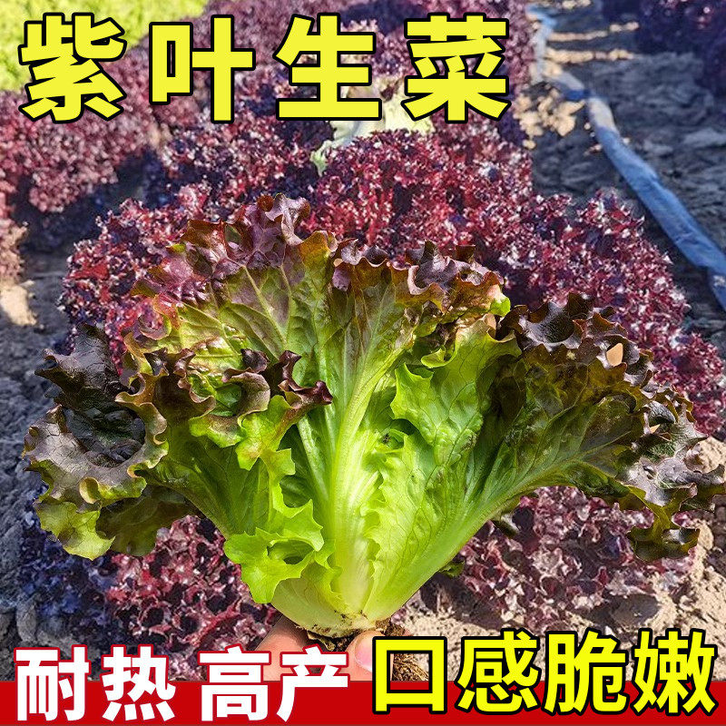 优选紫叶生菜种子四季可播