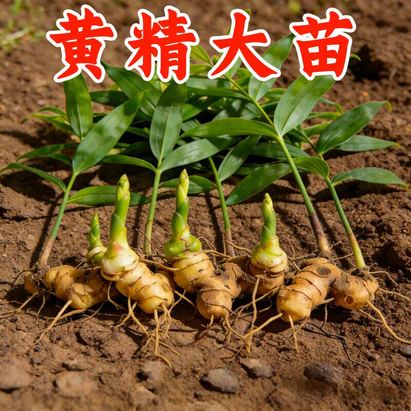 新鲜黄精种植苗多花老虎姜苗现挖鸡头中药材黄盆栽可种植食用