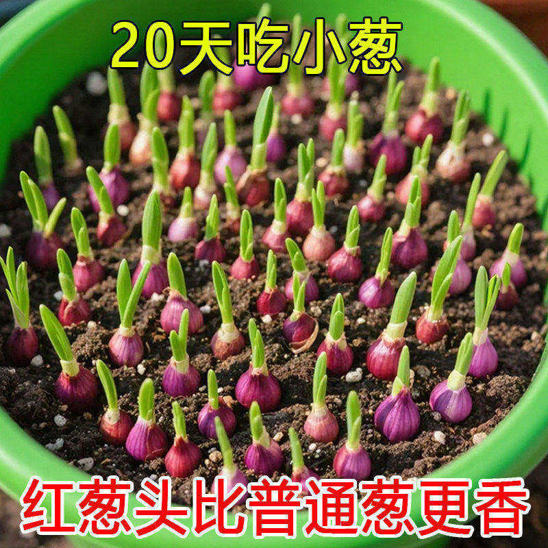 种植专用四川小香葱红葱头带芽盆栽火葱黄葱四季葱苗榨葱油干葱头