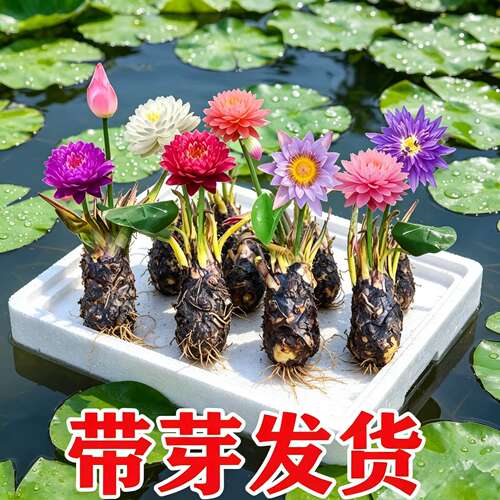 四季水培大睡莲根块带花苞