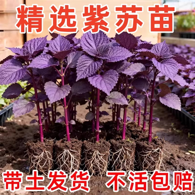 双面紫苏苗盆栽可食用去腥