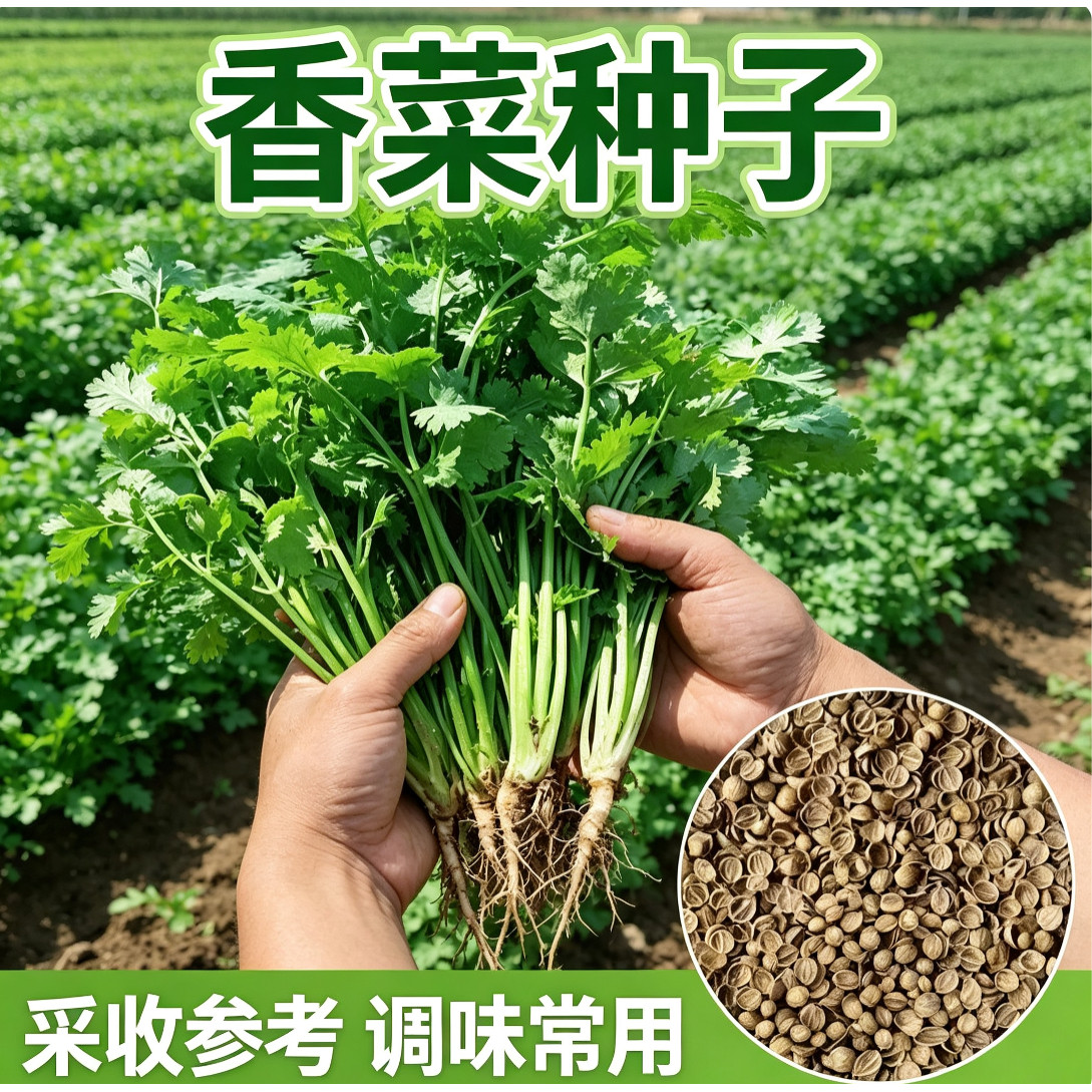 速生大叶香菜种子四季阳台盆栽
