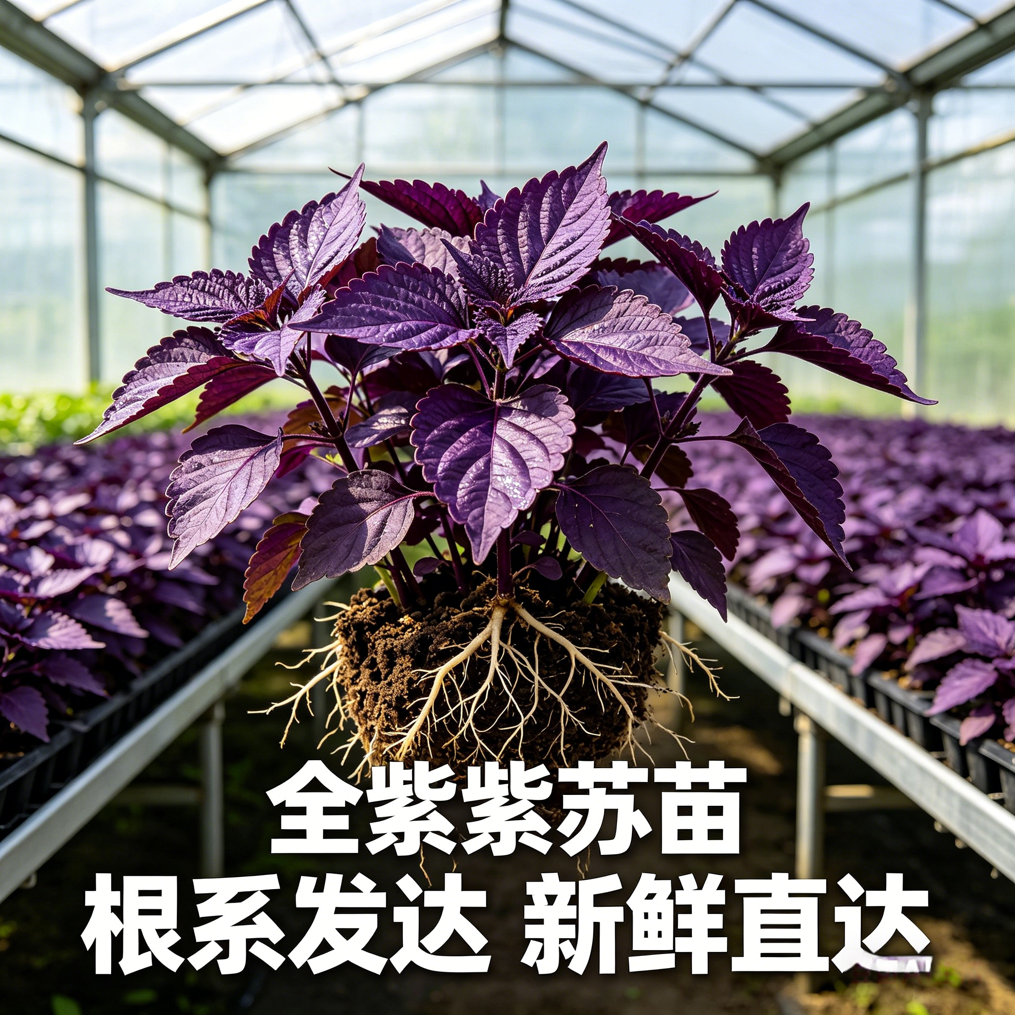 食用全紫苏苗全紫湖南老品种紫苏叶苗全红苋菜秧苗土球阳台