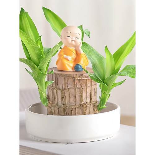 巴西木水培带芽易养盆栽