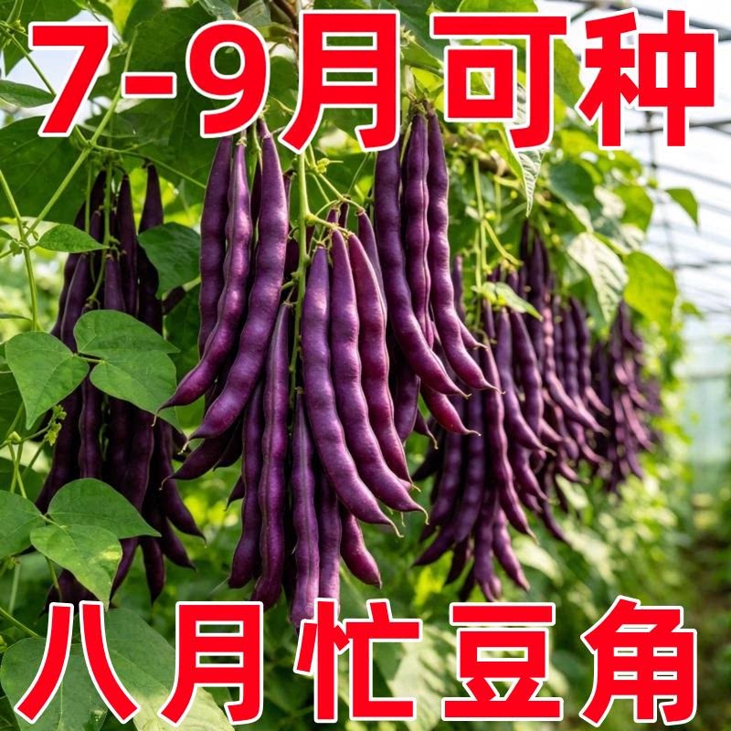 八月忙冻死鬼豆角耐寒耐热高产无筋豆角四季田园庭院豆角蔬菜