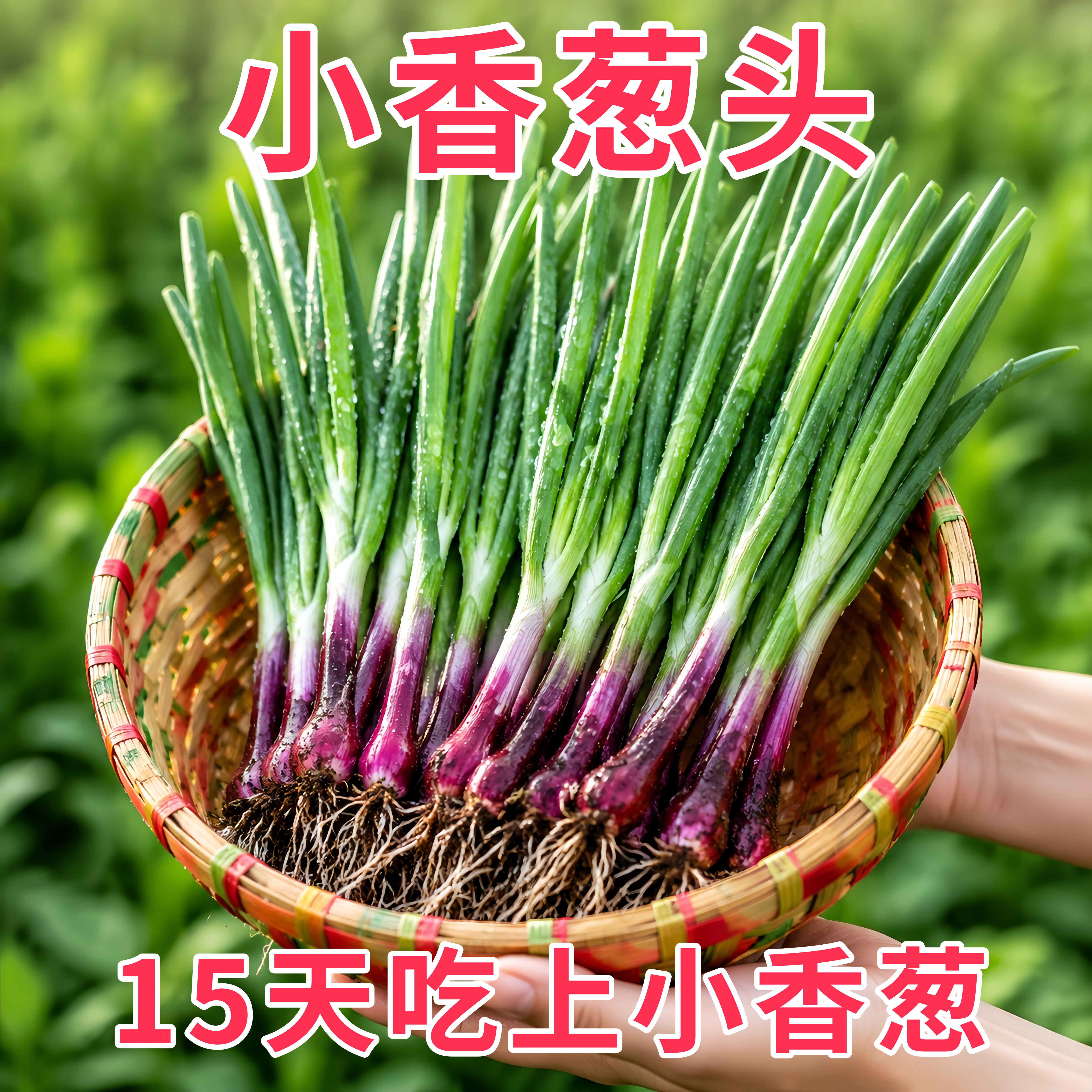 四川带芽盆栽小香葱好养榨葱油