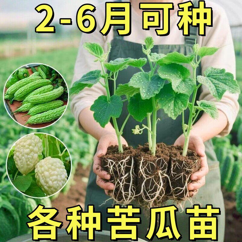 苦瓜苗秧苗带土特大号苹果苦瓜苗嫁接老品种蔬菜苗四季南北方种植