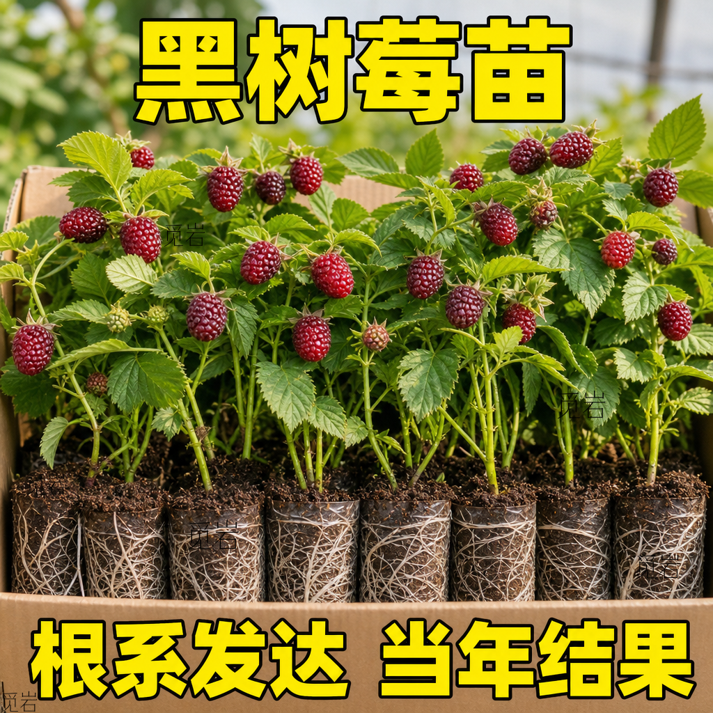 双季覆盆子树莓苗当年结果南北通