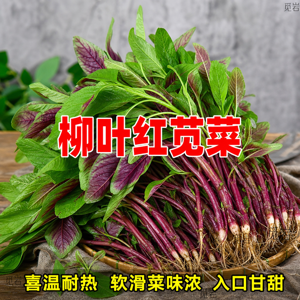 柳叶红苋菜种子青菜四季蔬菜种孑