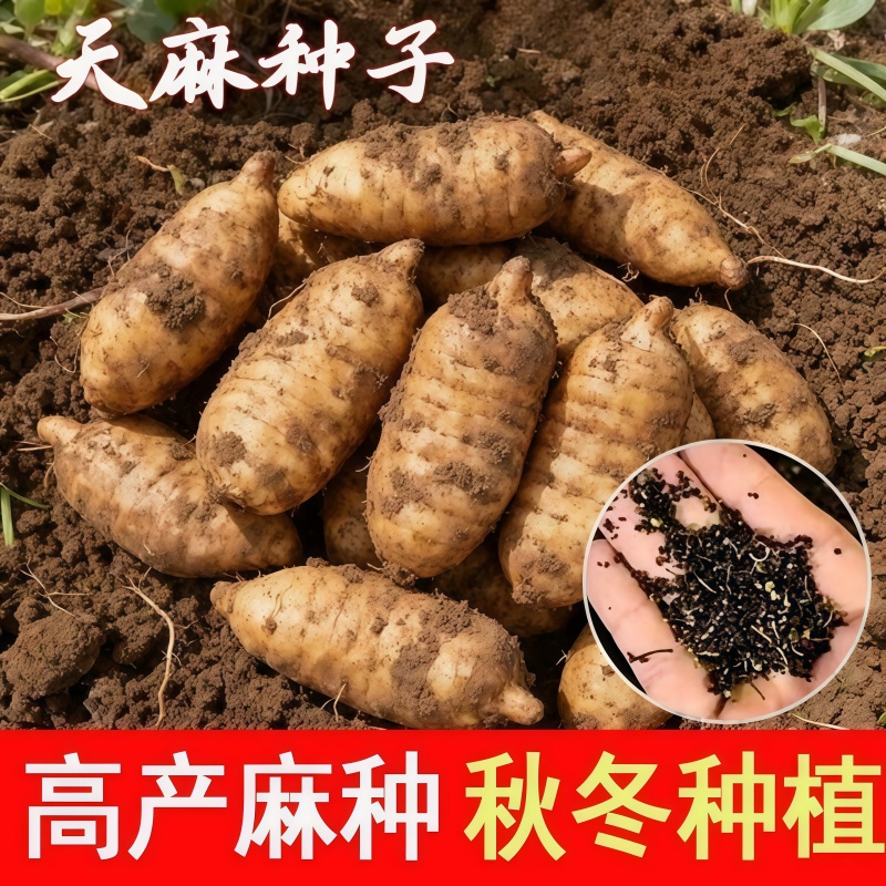 【正宗天麻种子】四季种植盆栽阳台秋冬种植高产蔬菜种子高发芽率