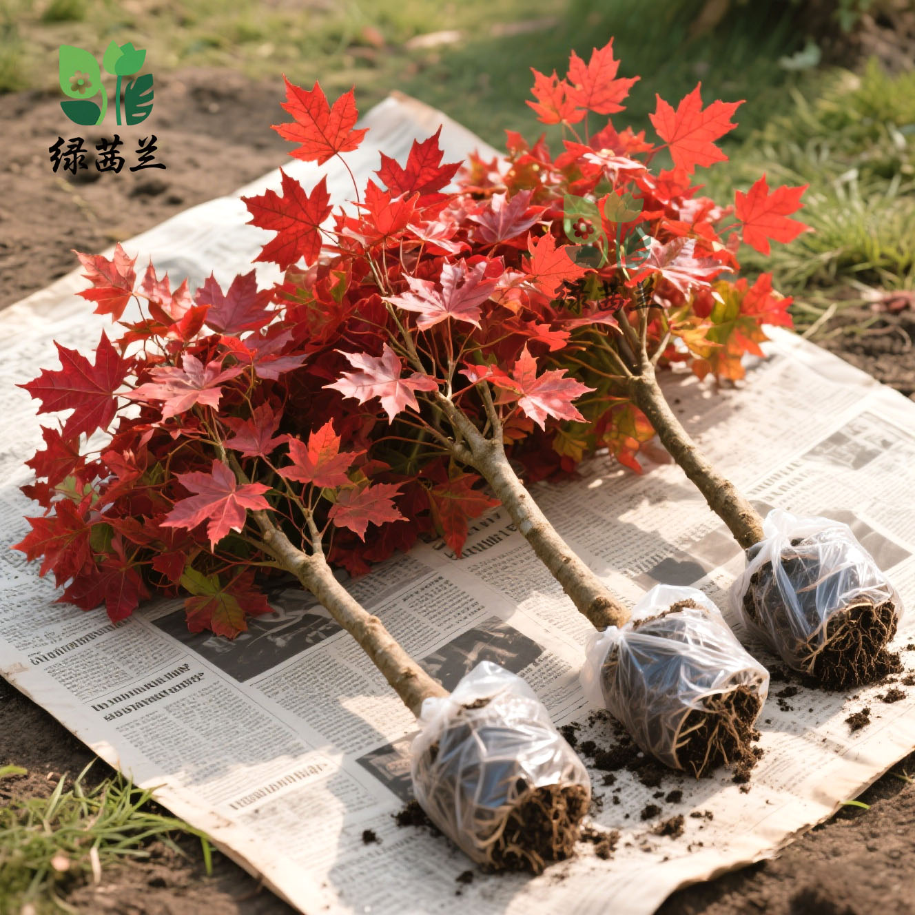 正宗红枫树四季红中国红枫日本红枫庭院室外耐寒风景树盆栽地栽树