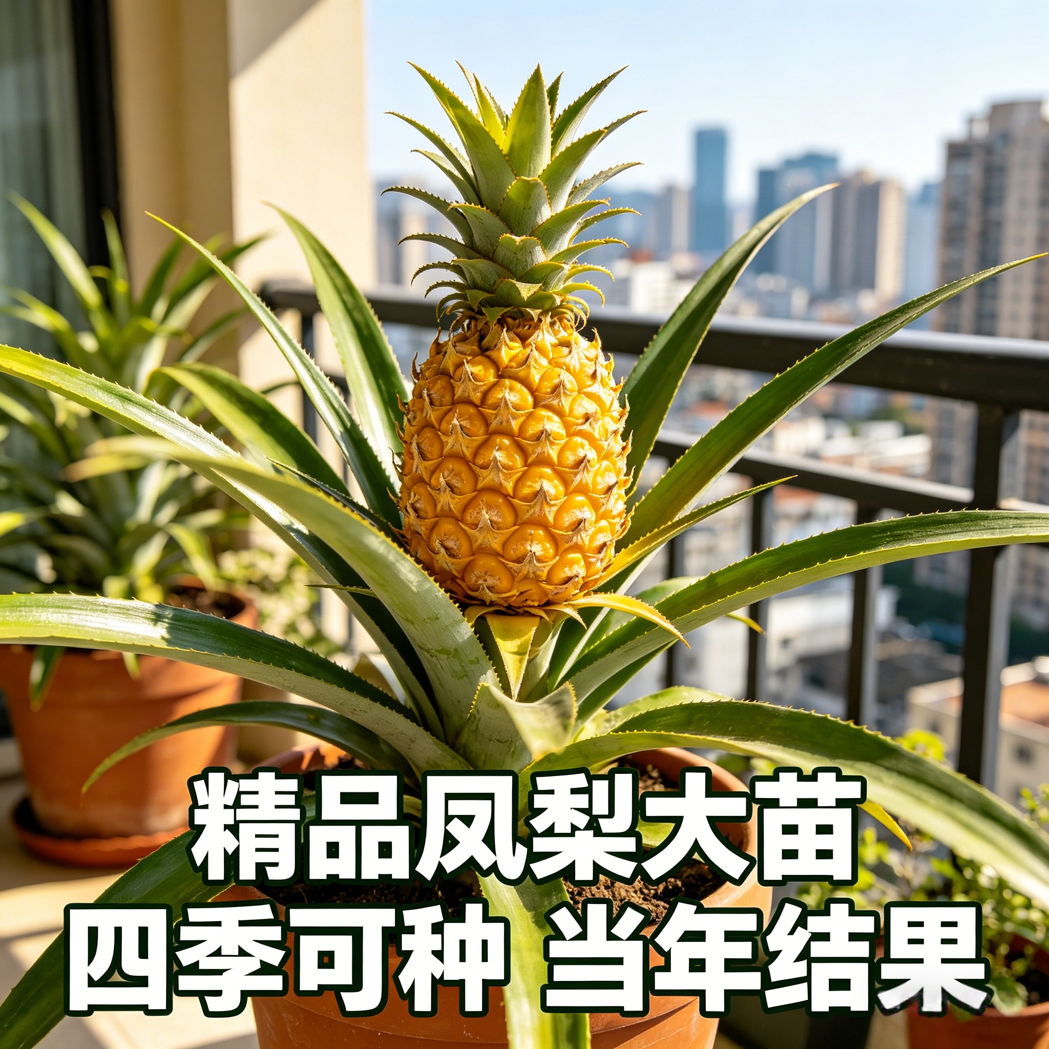 凤梨苗菠萝苗子带果盆栽大号南北方耐寒庭院矮化水果树苗