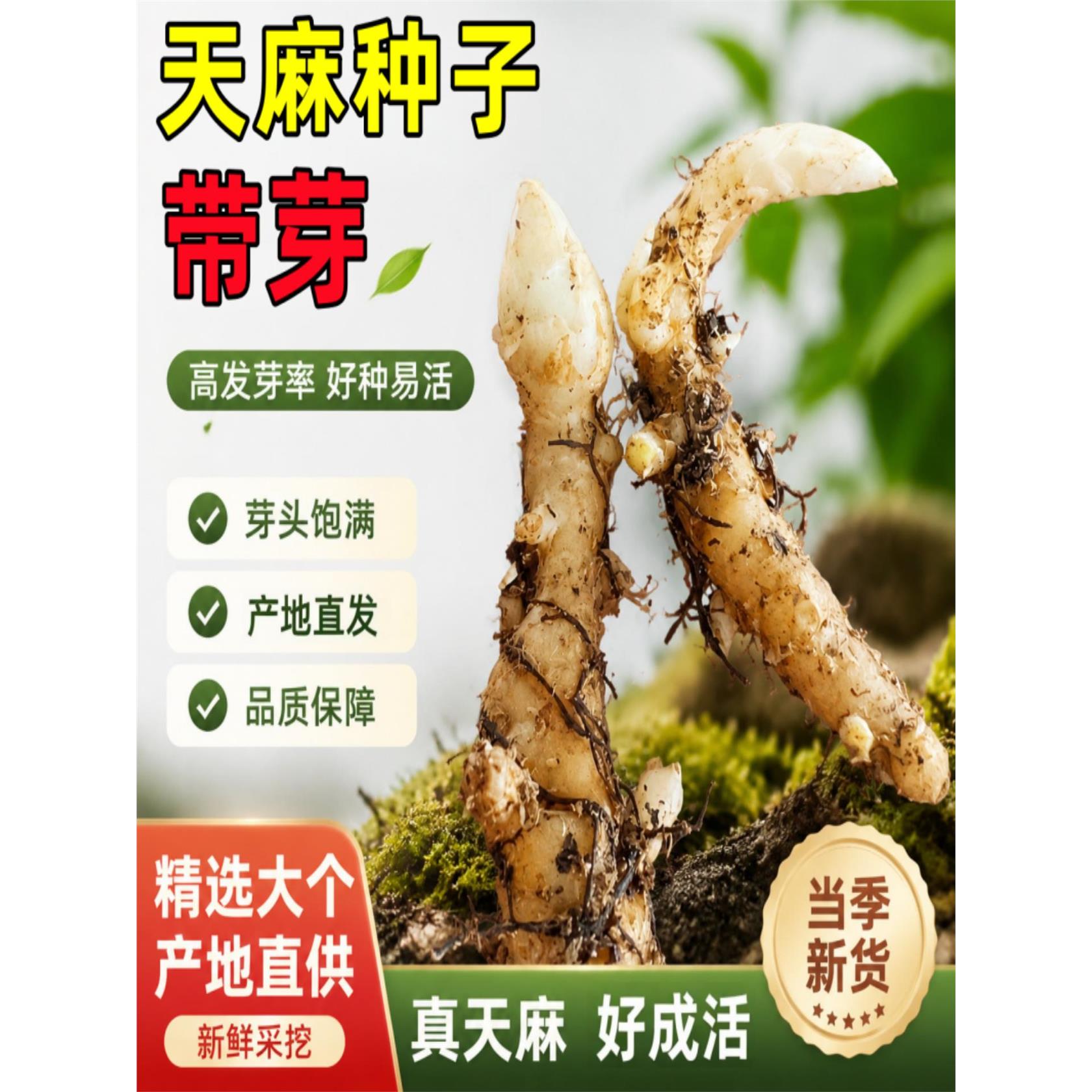 天麻种植苗种子正宗高产天麻种球0代种新鲜带芽高产室内室外阳台
