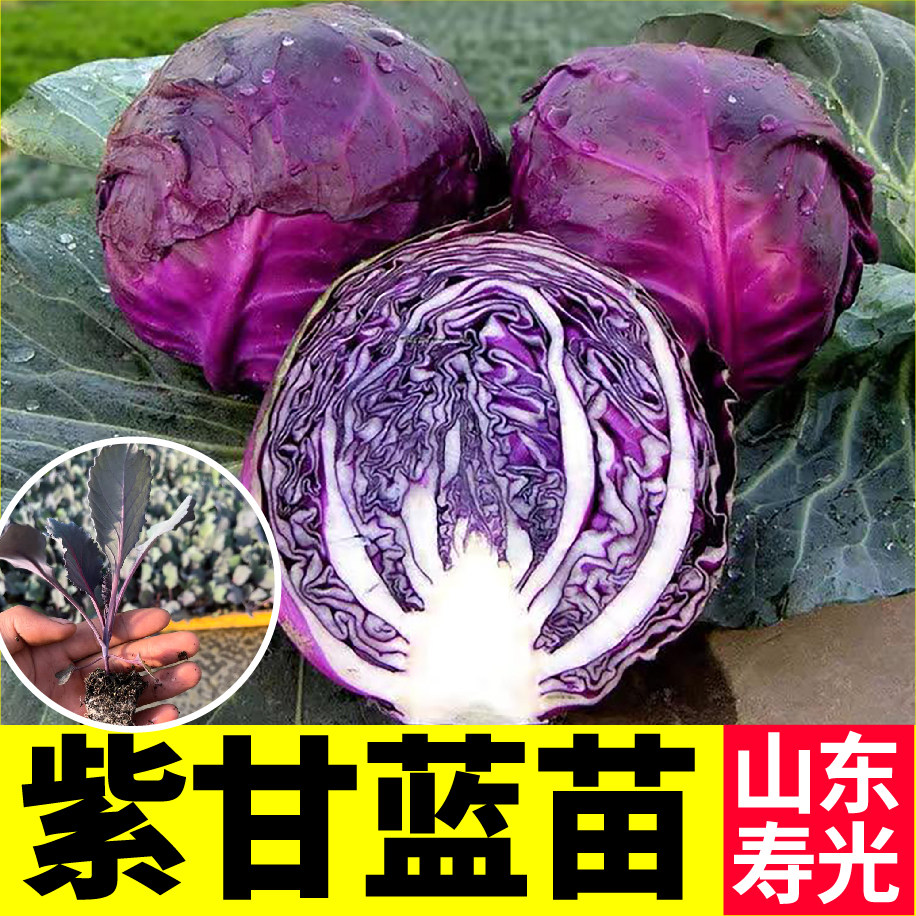 秋冬蔬菜秧苗包菜西兰花等
