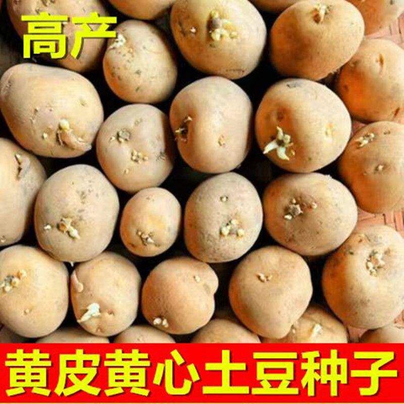 高产黄心大土豆种子脱毒马铃薯苗早熟春秋冬季播土豆原种孑带芽眼