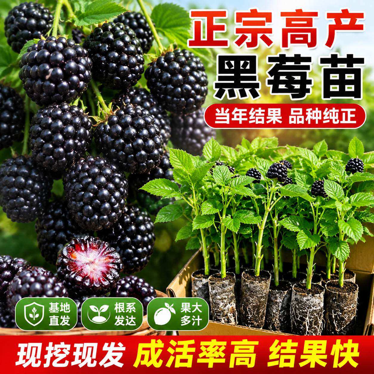 无刺黄泡黑泡苗当年结果易活