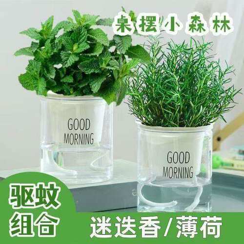 薄荷迷迭香盆栽可食用绿植桌摆驱蚊好养易活清香提神净化空气植物