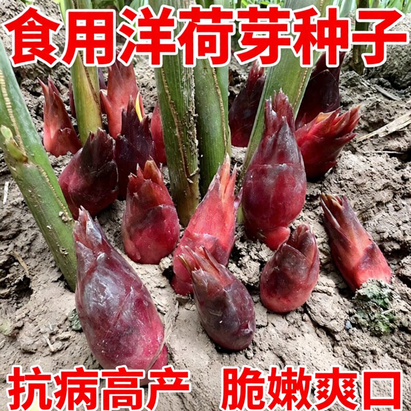 食用洋荷芽种子四季高产