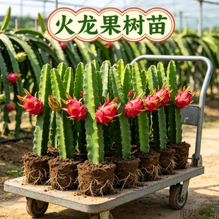 火龙果树苗盆栽四季结果南北方种植爬藤燕窝红心火龙果苗当年结果