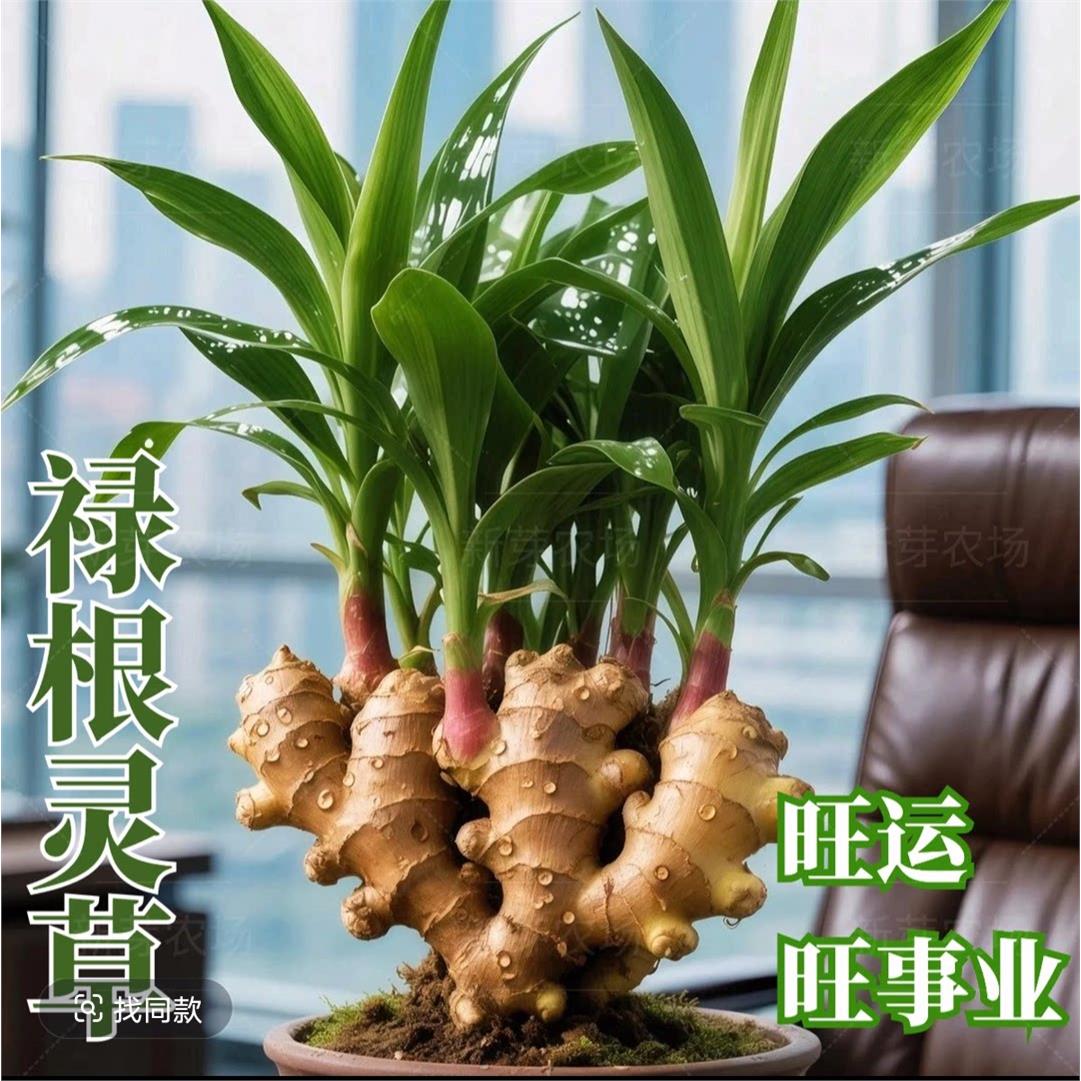请叫我禄根带芽灵草好养小绿植
