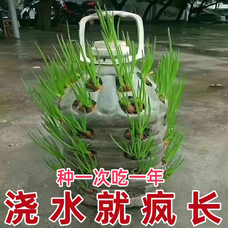 可种植可食用小香葱红葱头火葱黄葱四季葱苗榨葱油干葱头