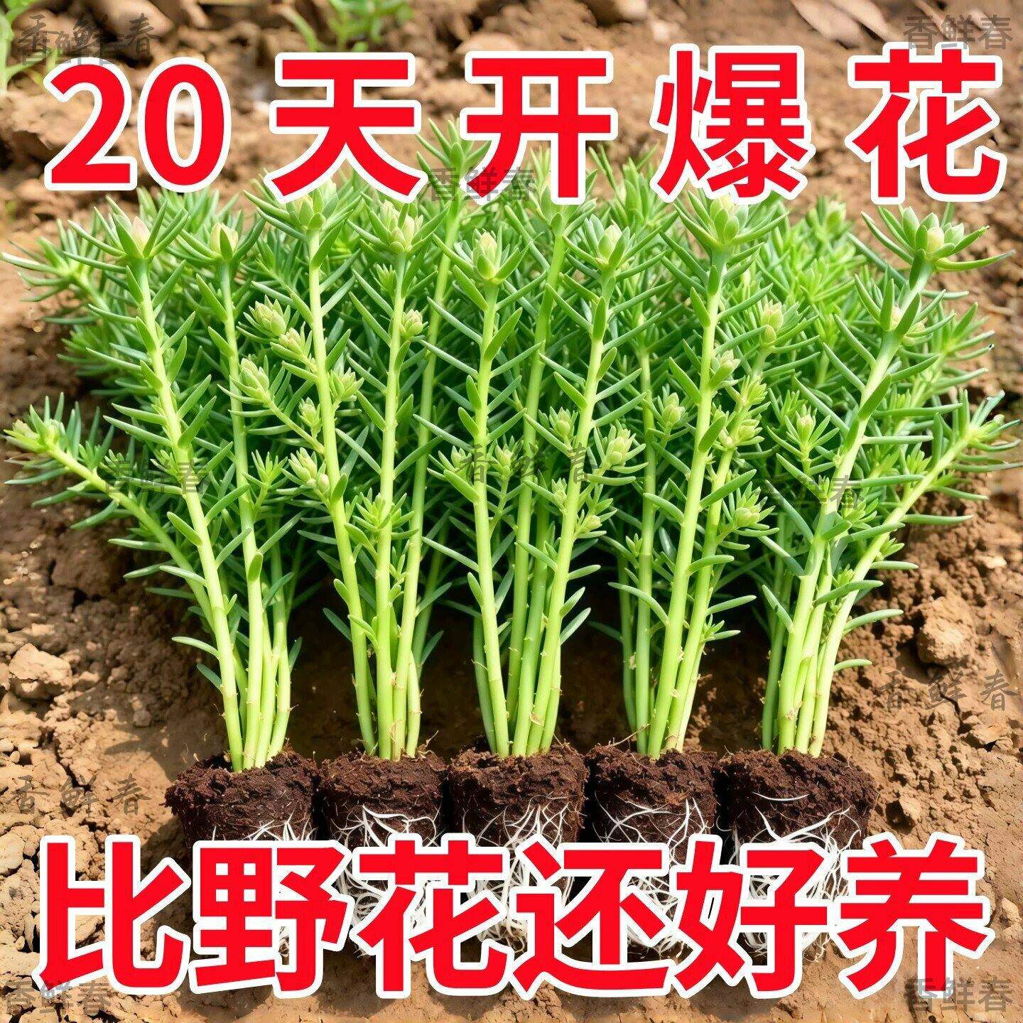 太阳花重瓣混色盆栽带根易养