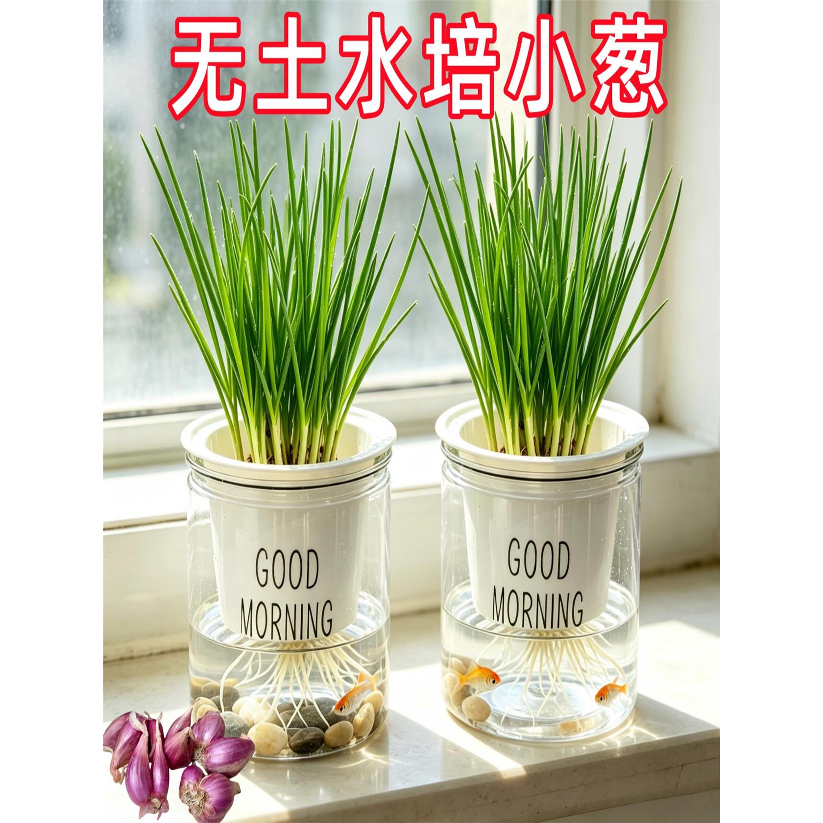 【葱头水培套餐】可种植可食用小香葱红葱头火葱黄葱四季葱苗