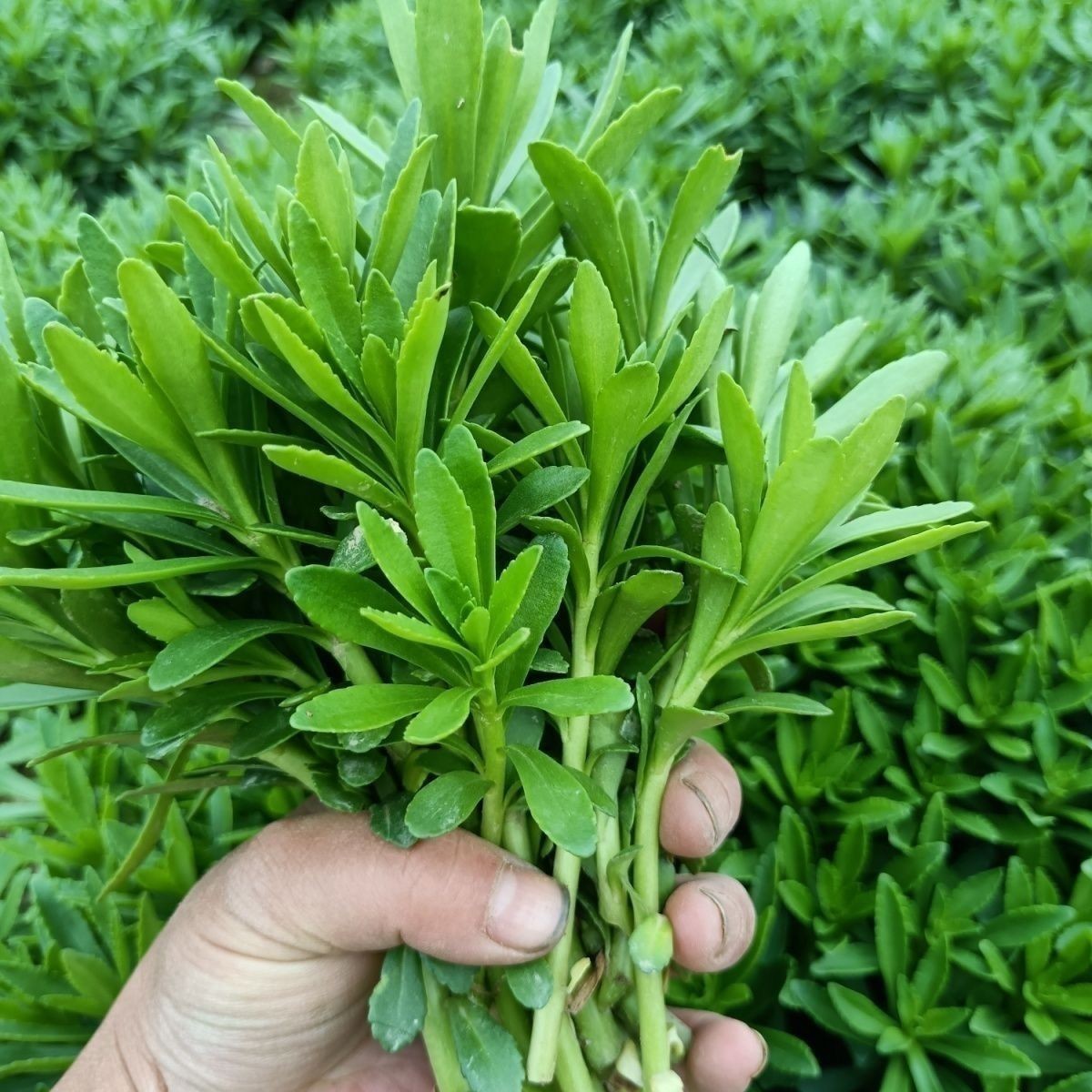 养心菜根苗救心菜种子高钙菜种植盆栽保健带叶带土防蚊虫驱蚊草苗