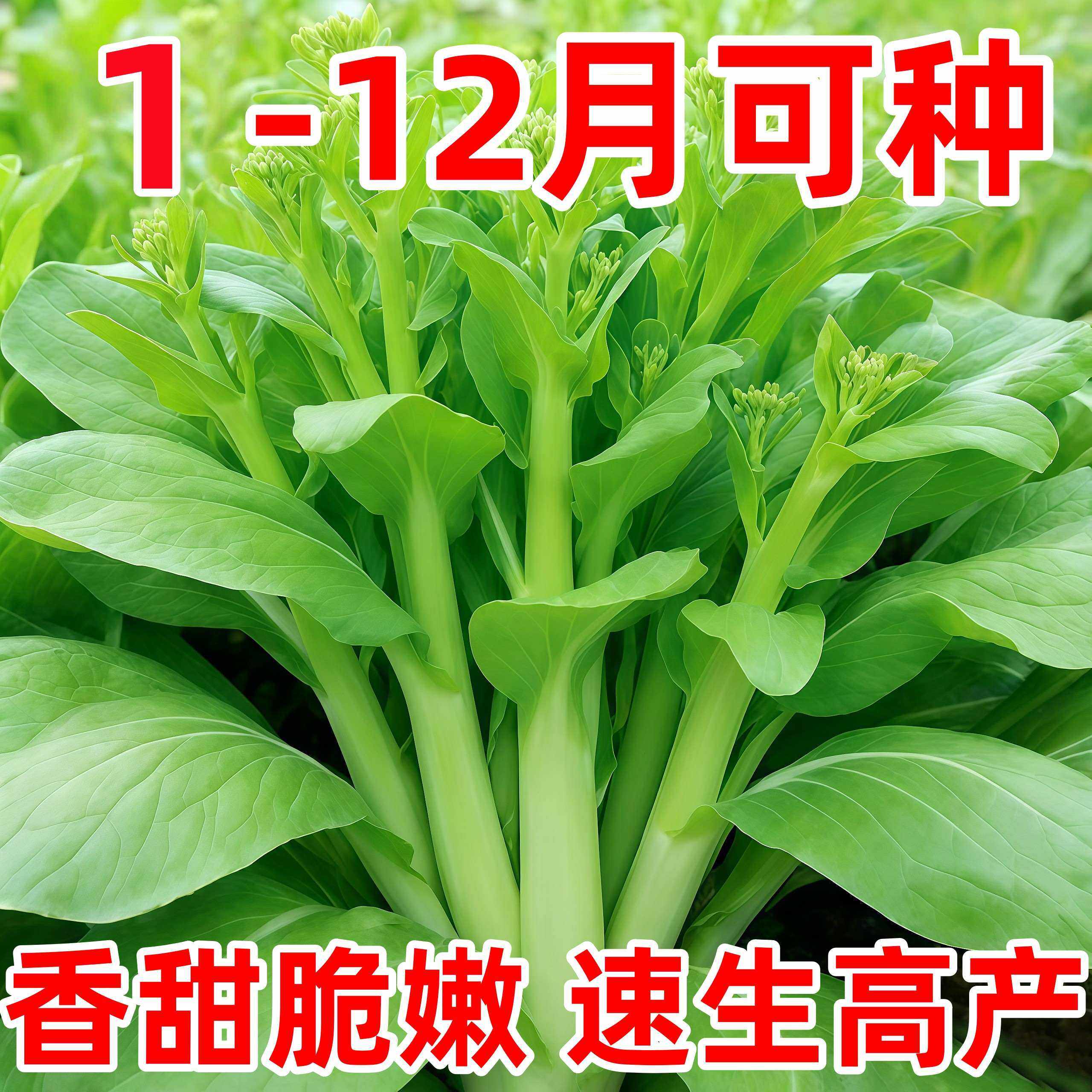 甜苔50菜苔种子白菜苔芯种籽四季播菜薹大田农家阳台盆栽蔬菜种孑