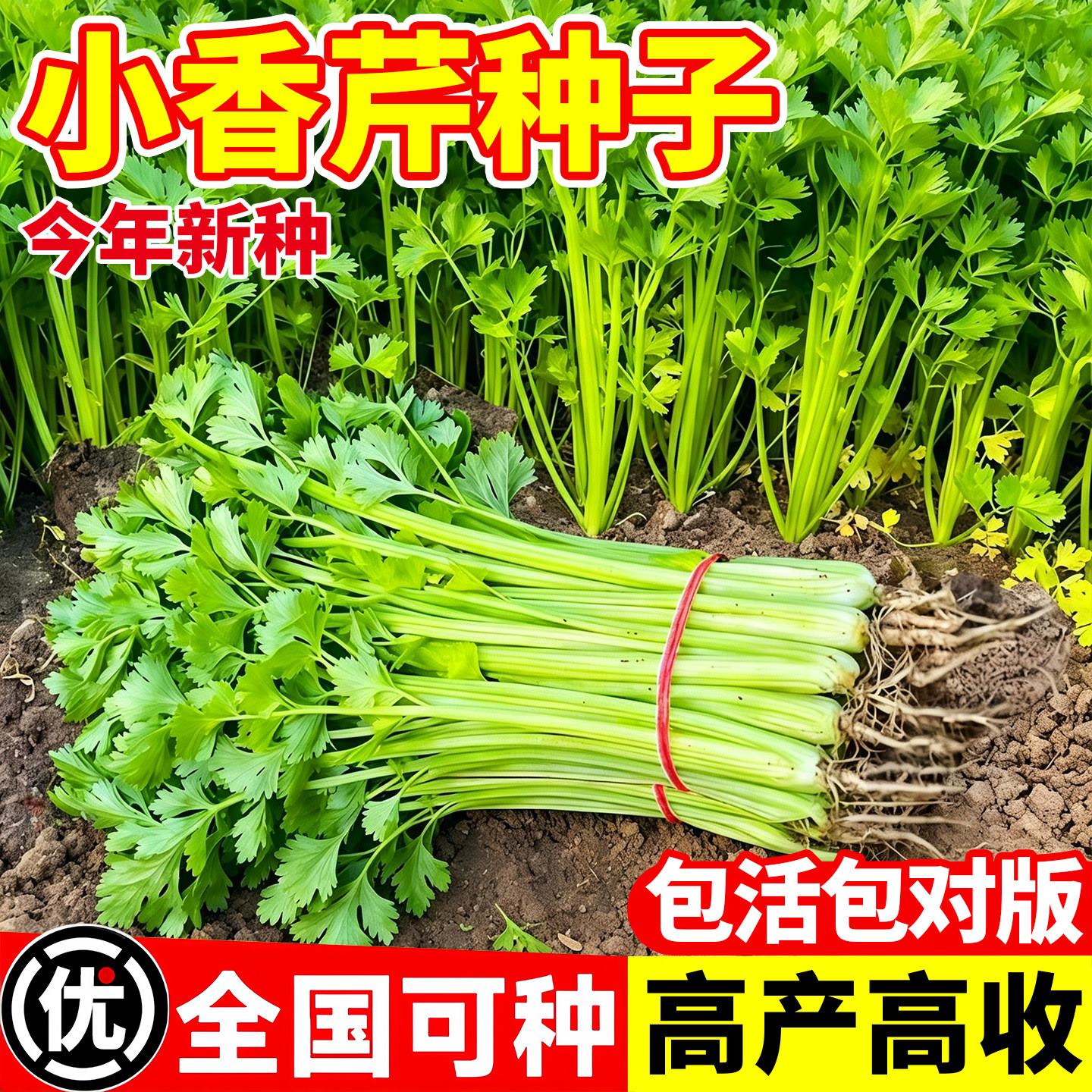 四季小香芹种子阳台盆栽耐热