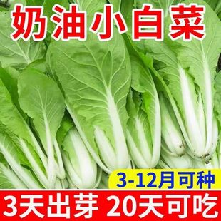 四季 奶油白菜籽种大全快菜种籽青菜毛白菜小白菜种子蔬菜种子盆栽