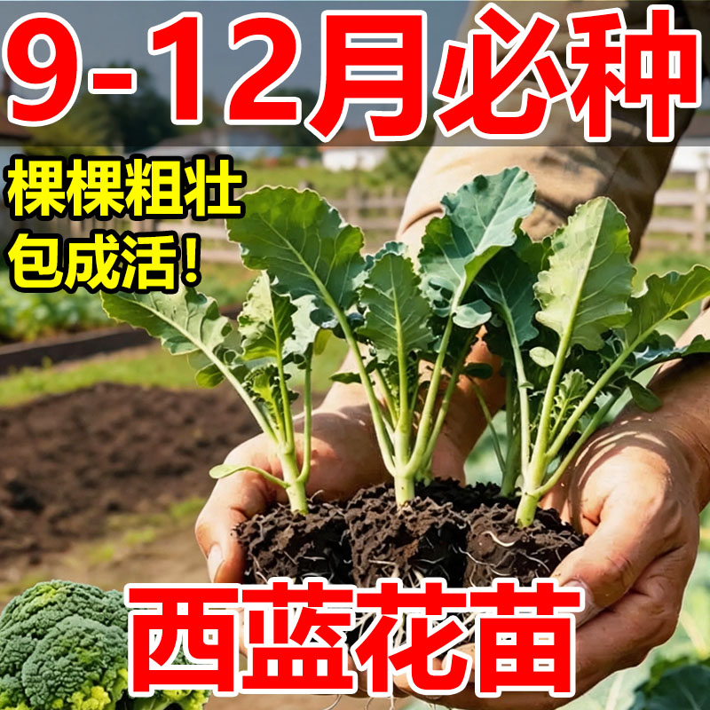 四季耐寒秋冬播种蔬菜苗