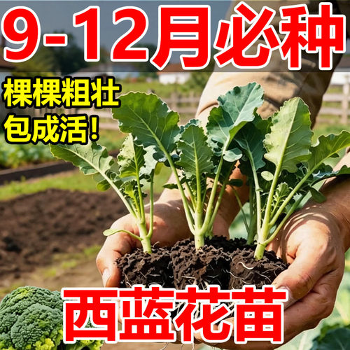 四季耐寒秋冬播种蔬菜苗