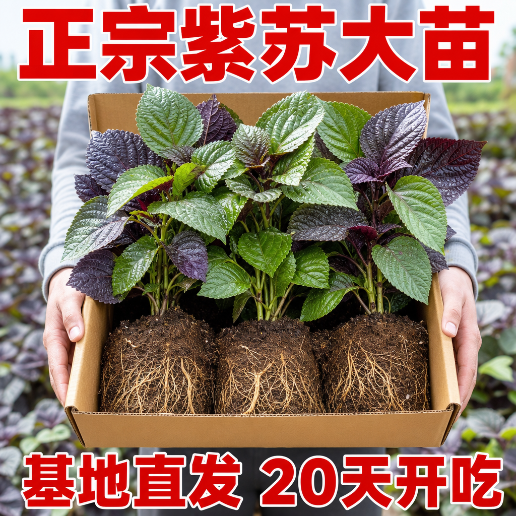 紫苏苗现摘现发阳台盆栽