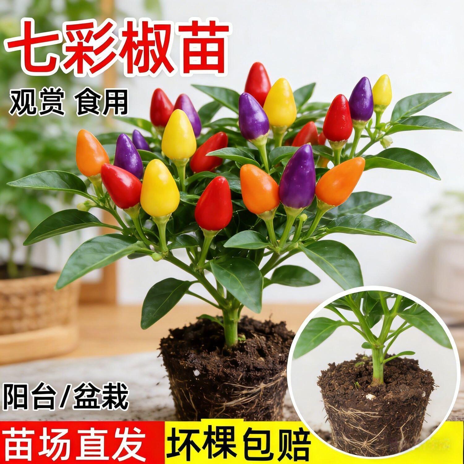 七彩椒苗观赏食用两用阳台盆栽