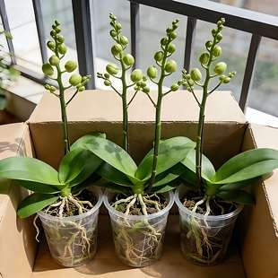 蝴蝶兰花苗带花苞盆栽客厅兰花室内外植物花卉四季好养活耐寒绿植